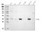 Guanine nucleotide-binding protein G(I)/G(S)/G(T) subunit beta-1 antibody, M04650, Boster Biological Technology, Western Blot image 