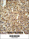 DENN Domain Containing 1A antibody, 64-185, ProSci, Immunohistochemistry paraffin image 