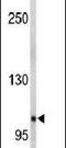 EPH Receptor A5 antibody, PA5-14581, Invitrogen Antibodies, Western Blot image 