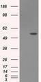 Lipase G, Endothelial Type antibody, CF501000, Origene, Western Blot image 