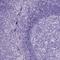 Polo Like Kinase 5 antibody, HPA035024, Atlas Antibodies, Immunohistochemistry frozen image 