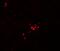 Guanylate Binding Protein 5 antibody, A07110, Boster Biological Technology, Immunofluorescence image 