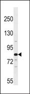 Aryl Hydrocarbon Receptor Nuclear Translocator 2 antibody, PA5-71950, Invitrogen Antibodies, Western Blot image 