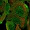 ArfGAP With RhoGAP Domain, Ankyrin Repeat And PH Domain 1 antibody, HPA070383, Atlas Antibodies, Immunofluorescence image 