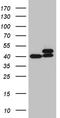 40S ribosomal protein SA antibody, TA811423, Origene, Western Blot image 