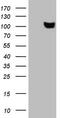 Scm Polycomb Group Protein Like 2 antibody, CF807786, Origene, Western Blot image 