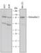 Dishevelled Segment Polarity Protein 3 antibody, AF3754, R&D Systems, Western Blot image 