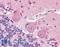Solute Carrier Family 6 Member 3 antibody, LS-B1838, Lifespan Biosciences, Immunohistochemistry frozen image 
