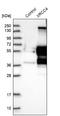 X-Ray Repair Cross Complementing 4 antibody, NBP1-89463, Novus Biologicals, Western Blot image 
