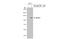 NLR Family Pyrin Domain Containing 3 antibody, GTX106313, GeneTex, Western Blot image 