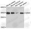 Granzyme A antibody, A6231, ABclonal Technology, Western Blot image 