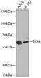 Transcription Factor 4 antibody, GTX16385, GeneTex, Western Blot image 
