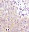 Glycogen Synthase 1 antibody, MA5-15022, Invitrogen Antibodies, Immunohistochemistry paraffin image 