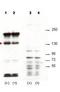 Spa1 antibody, orb345595, Biorbyt, Western Blot image 