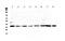 Thrombopoietin antibody, A03222-2, Boster Biological Technology, Western Blot image 