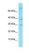 C-Type Lectin Domain Family 18 Member B antibody, orb326954, Biorbyt, Western Blot image 