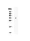 CD7 Molecule antibody, PA5-78998, Invitrogen Antibodies, Western Blot image 