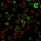 Neurofilament Heavy antibody, GTX34897, GeneTex, Immunofluorescence image 