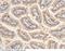 Acylcarnitine hydrolase antibody, 50515-RP02, Sino Biological, Immunohistochemistry frozen image 