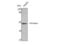 Enolase 2 antibody, STJ92926, St John