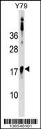 BAF Chromatin Remodeling Complex Subunit BCL7B antibody, MBS9212560, MyBioSource, Western Blot image 