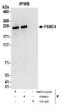 Proteasome Activator Subunit 4 antibody, NBP2-22236, Novus Biologicals, Immunoprecipitation image 