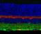 Gamma-Aminobutyric Acid Type A Receptor Gamma2 Subunit antibody, NB300-190, Novus Biologicals, Immunocytochemistry image 