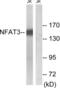 Nuclear Factor Of Activated T Cells 4 antibody, LS-B11342, Lifespan Biosciences, Western Blot image 