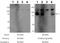 Mitofusin 1 antibody, ab126575, Abcam, Western Blot image 