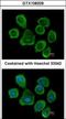 Prostaglandin F2 Receptor Inhibitor antibody, GTX108209, GeneTex, Immunocytochemistry image 