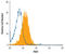 Nicotinamide Phosphoribosyltransferase antibody, MAB4044, R&D Systems, Western Blot image 