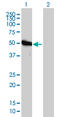 Phosphoribosylglycinamide Formyltransferase, Phosphoribosylglycinamide Synthetase, Phosphoribosylaminoimidazole Synthetase antibody, LS-B4319, Lifespan Biosciences, Western Blot image 