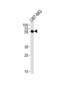 Cytidine Monophosphate N-Acetylneuraminic Acid Synthetase antibody, abx034960, Abbexa, Western Blot image 