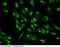 Signal Transducer And Activator Of Transcription 5A antibody, 100735-T02, Sino Biological, Immunohistochemistry paraffin image 