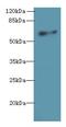 Probable G-protein coupled receptor 75 antibody, LS-C375852, Lifespan Biosciences, Western Blot image 