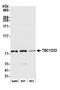 TBC1 Domain Family Member 23 antibody, A305-870A-M, Bethyl Labs, Western Blot image 
