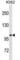 StAR Related Lipid Transfer Domain Containing 13 antibody, abx031158, Abbexa, Western Blot image 