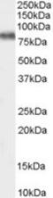 Potassium Voltage-Gated Channel Subfamily C Member 3 antibody, MBS420780, MyBioSource, Western Blot image 