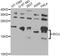 Iron-Sulfur Cluster Assembly Enzyme antibody, A7082, ABclonal Technology, Western Blot image 