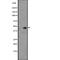 Somatostatin receptor type 5 antibody, abx147617, Abbexa, Western Blot image 