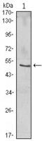 NFKB Inhibitor Beta antibody, GTX82797, GeneTex, Western Blot image 