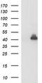 Matrix-remodeling-associated protein 2 antibody, LS-C797703, Lifespan Biosciences, Western Blot image 