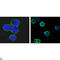 CD37 Molecule antibody, LS-C812416, Lifespan Biosciences, Immunofluorescence image 