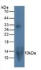 C-C motif chemokine 20 antibody, LS-C663562, Lifespan Biosciences, Western Blot image 