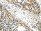 Isthmin 2 antibody, CSB-PA927690, Cusabio, Immunohistochemistry frozen image 