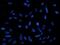 Pericentrin antibody, 202691-T02, Sino Biological, Immunohistochemistry frozen image 