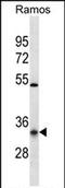 Olfactory Receptor Family 10 Subfamily G Member 9 antibody, PA5-71772, Invitrogen Antibodies, Western Blot image 