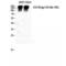 Interleukin 6 Signal Transducer antibody, LS-C382512, Lifespan Biosciences, Western Blot image 