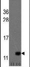 Ubiquitin Related Modifier 1 antibody, PA5-11670, Invitrogen Antibodies, Western Blot image 