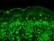 Calcium Voltage-Gated Channel Auxiliary Subunit Beta 2 antibody, MA5-27713, Invitrogen Antibodies, Immunohistochemistry frozen image 